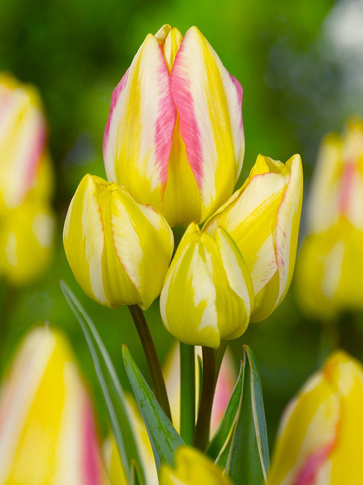 Tulip Antoinette - The Irish Gardener Store