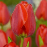 Tulip Apeldoorn - The Irish Gardener Store