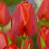 Tulip Apeldoorn - The Irish Gardener Store