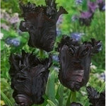 Tulip Black Parrot - The Irish Gardener Store