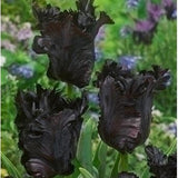 Tulip Black Parrot - The Irish Gardener Store