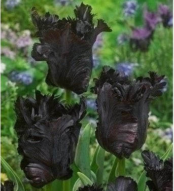 Tulip Black Parrot - The Irish Gardener Store