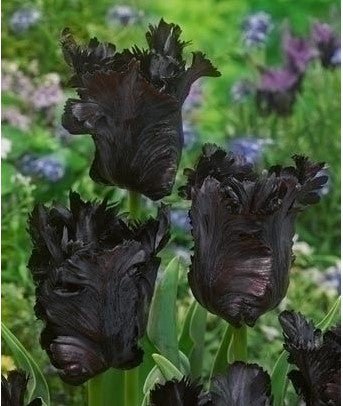Tulip Black Parrot - The Irish Gardener Store