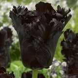 Tulip Black Parrot - The Irish Gardener Store