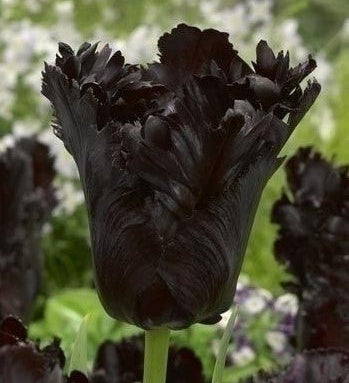Tulip Black Parrot - The Irish Gardener Store
