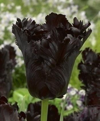 Tulip Black Parrot - The Irish Gardener Store