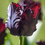 Tulip Black Parrot - The Irish Gardener Store