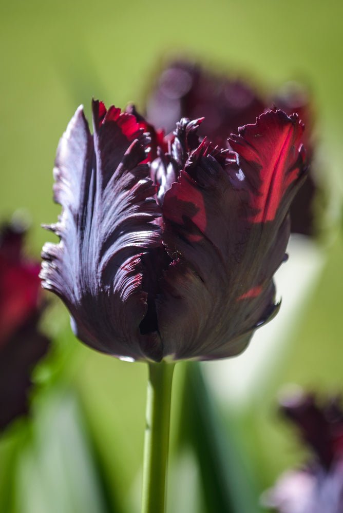 Tulip Black Parrot - The Irish Gardener Store