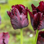 Tulip Black Parrot - The Irish Gardener Store