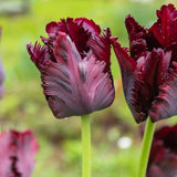 Tulip Black Parrot - The Irish Gardener Store