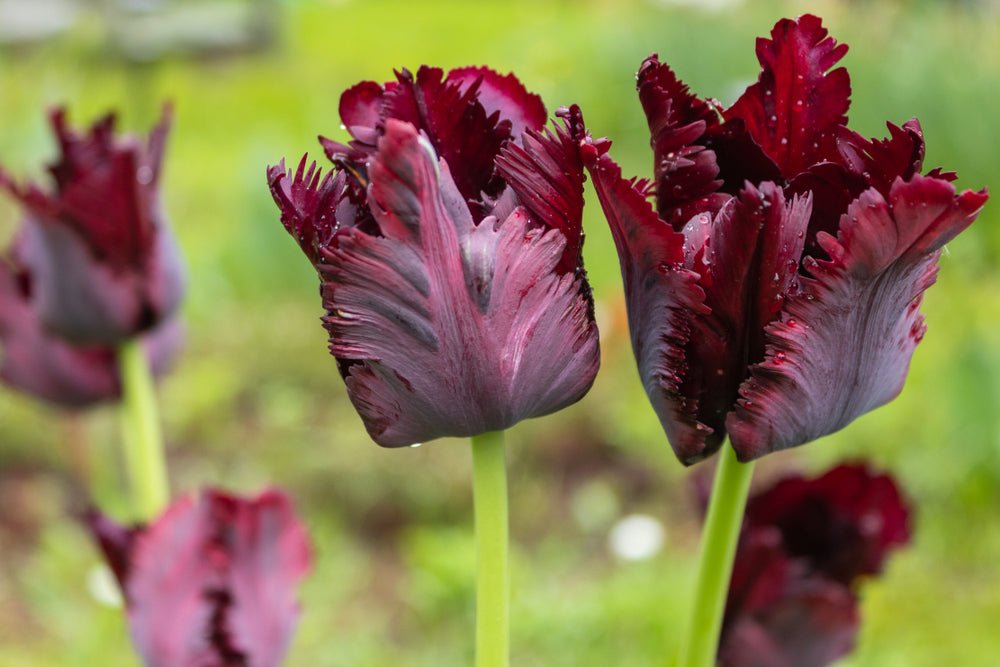 Tulip Black Parrot - The Irish Gardener Store