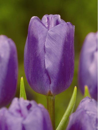 Tulip Bleu Aimable - The Irish Gardener Store
