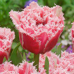 Tulip Brest - The Irish Gardener Store