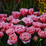 Tulip Brest - The Irish Gardener Store