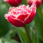 Tulip Brest - The Irish Gardener Store