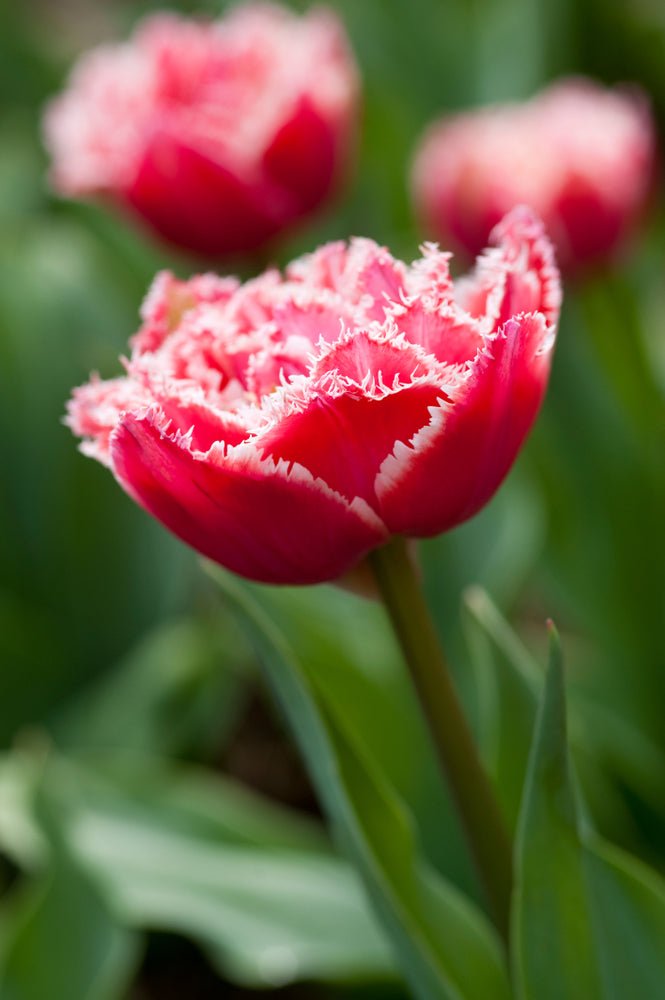 Tulip Brest - The Irish Gardener Store