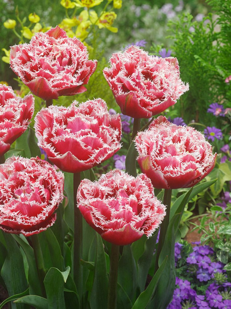 Tulip Brest - The Irish Gardener Store