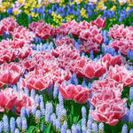 Tulip Brest - The Irish Gardener Store