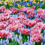 Tulip Brest - The Irish Gardener Store