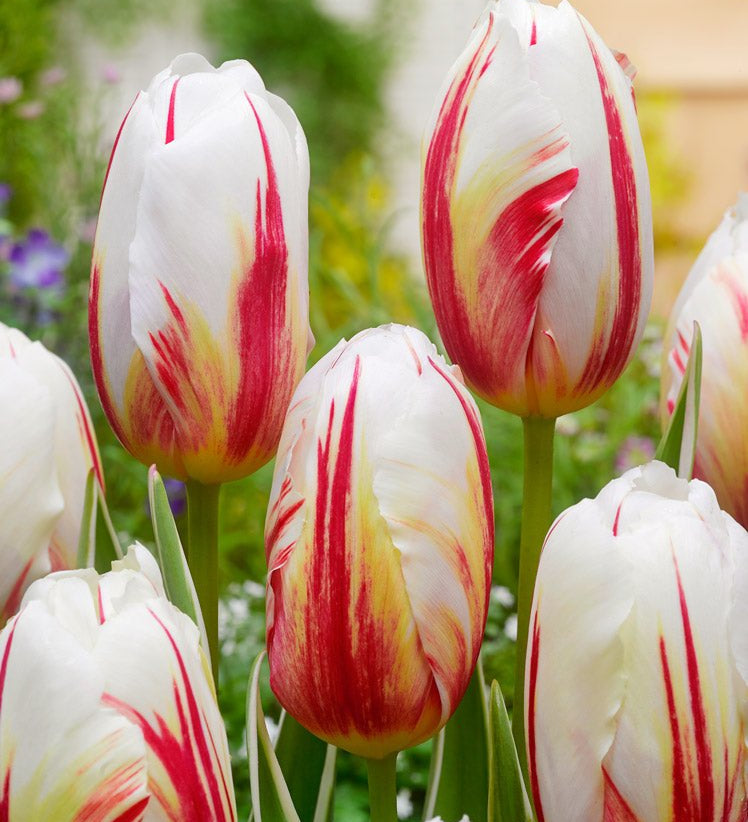 Tulip Carnaval de Rio - The Irish Gardener Store