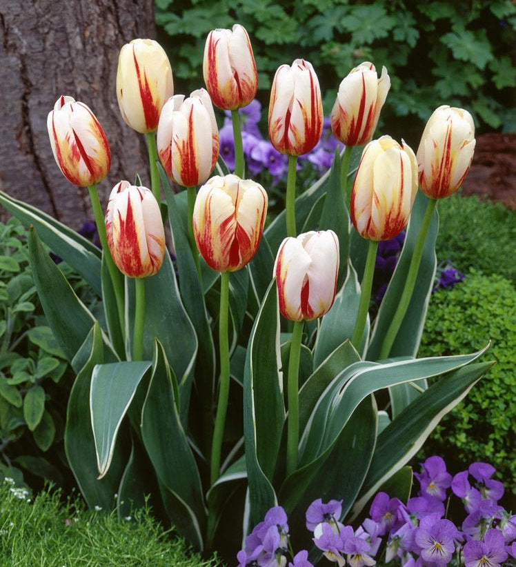 Tulip Carnaval de Rio - The Irish Gardener Store