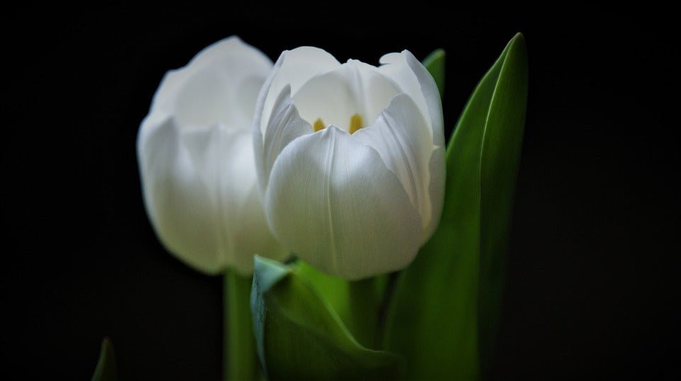 Tulip Catherina 20 Bulbs - The Irish Gardener Store