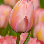 Tulip Design Impression - The Irish Gardener Store