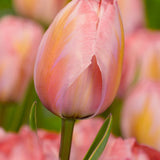 Tulip Design Impression - The Irish Gardener Store