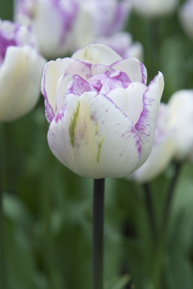 Tulip Double Shirley - The Irish Gardener Store