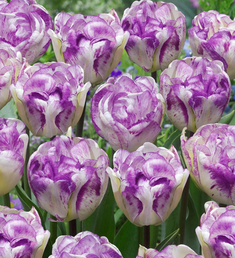 Tulip Double Shirley - The Irish Gardener Store