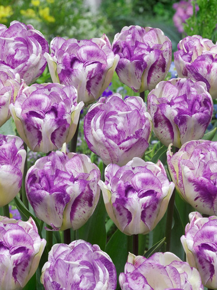 Tulip Double Shirley - The Irish Gardener Store