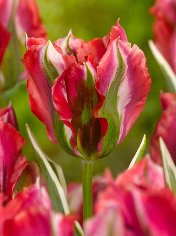 Tulip Esperanto - The Irish Gardener Store
