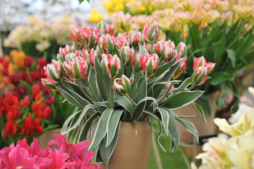 Tulip Esperanto - The Irish Gardener Store