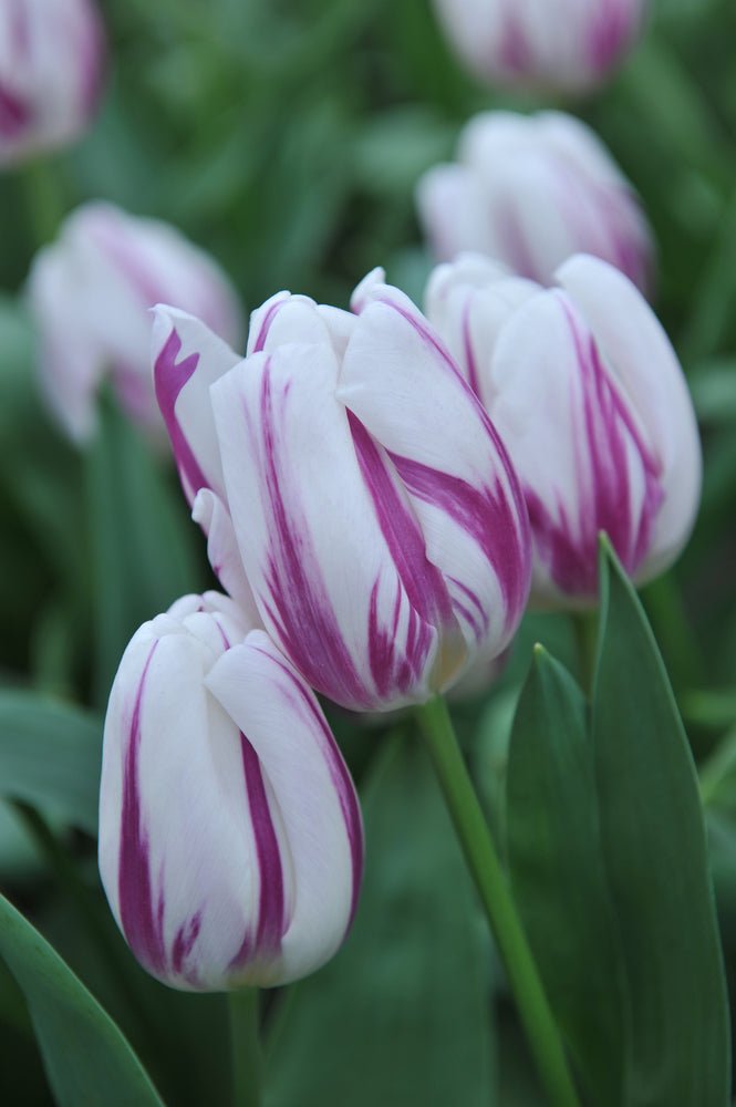 Tulip Flaming Flag - The Irish Gardener Store