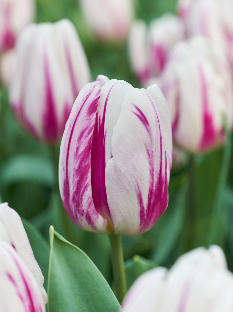 Tulip Flaming Flag - The Irish Gardener Store