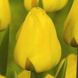Tulip Golden Apeldoorn - The Irish Gardener Store