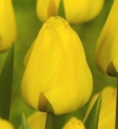 Tulip Golden Apeldoorn - The Irish Gardener Store