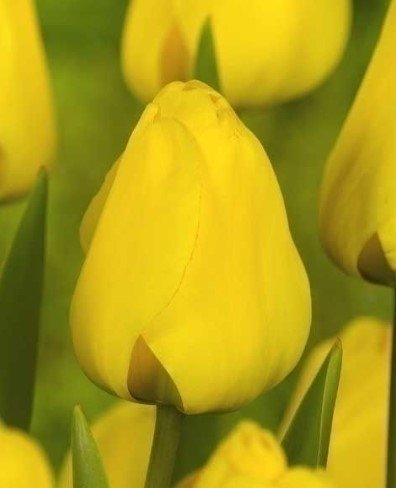 Tulip Golden Apeldoorn - The Irish Gardener Store