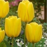Tulip Golden Apeldoorn - The Irish Gardener Store