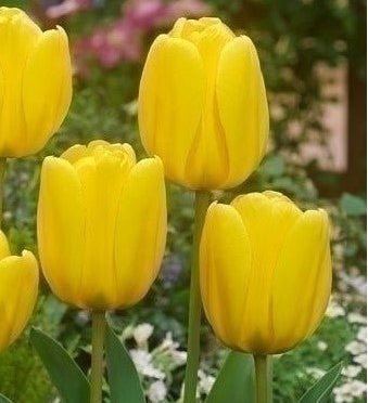 Tulip Golden Apeldoorn - The Irish Gardener Store