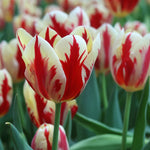 Tulip Grand Perfection - The Irish Gardener Store