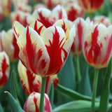 Tulip Grand Perfection - The Irish Gardener Store