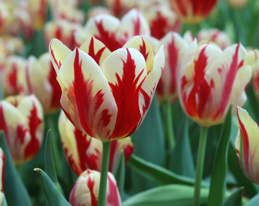 Tulip Grand Perfection - The Irish Gardener Store