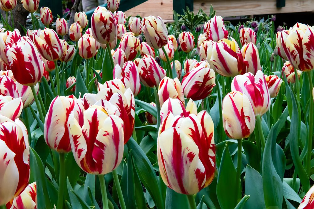 Tulip Grand Perfection - The Irish Gardener Store