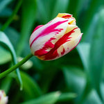 Tulip Grand Perfection - The Irish Gardener Store