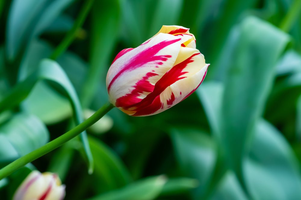Tulip Grand Perfection - The Irish Gardener Store