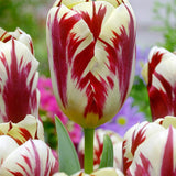 Tulip Grand Perfection - The Irish Gardener Store