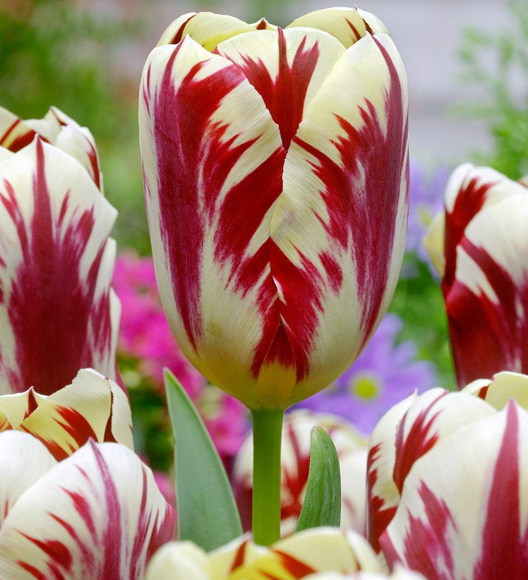 Tulip Grand Perfection - The Irish Gardener Store