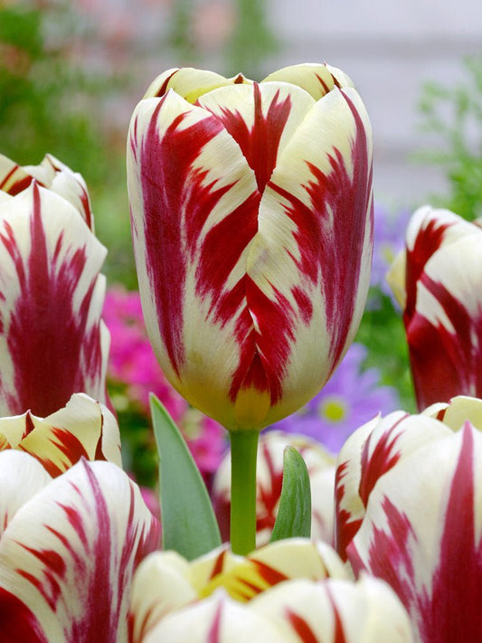 Tulip Grand Perfection - The Irish Gardener Store