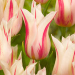 Tulip Marilyn - The Irish Gardener Store
